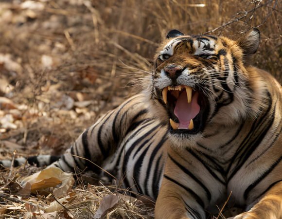 Golden Triangle with Ranthambore Safari Tour