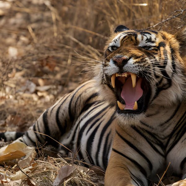 Golden Triangle tour with Ranthambore