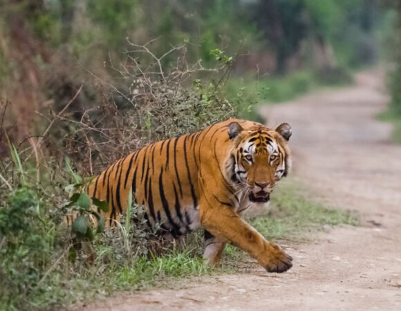 Golden Triangle with Ranthambore Safari Tour
