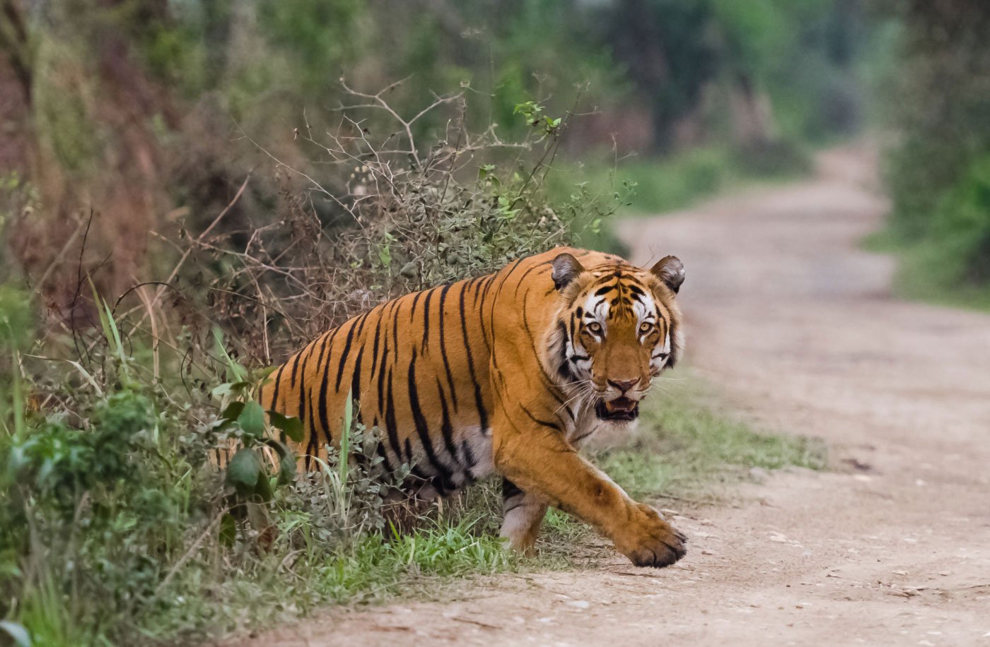 Golden Triangle with Ranthambore Safari Tour
